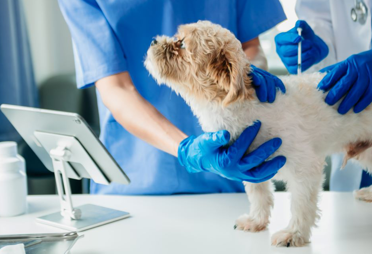 반려동물 헬스케어